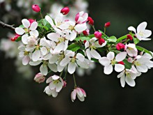 春天白色樱花枝高清图