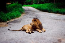 一只静卧的狮子精美图片