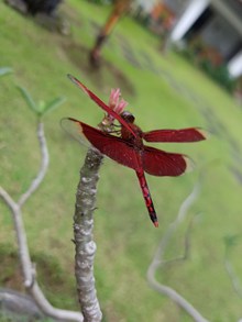 漂亮红蜻蜓摄影精美图片