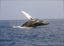 海洋大鲸鱼高清图片