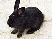 可爱黑色兔子高清图