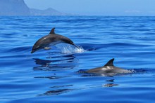 跃出海面的海豚高清图