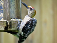 大斑啄木鸟高清图片素材