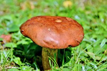 森林红蘑菇图片下载