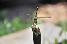 蜻蜓在木桩上的图片下载