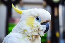 白凤头鹦鹉摄影图图片素材