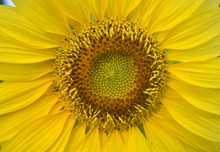 黄色向日葵微距摄影图图片素材