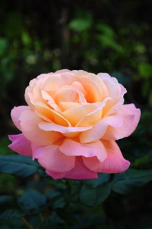 唯美粉红色玫瑰花图片素材