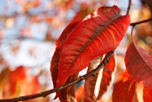 入秋红树叶高清图