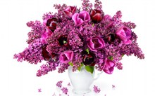 水培紫红色花朵高清图片