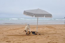 沙滩玩耍狗狗图片素材