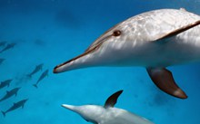 中华白海豚高清图片