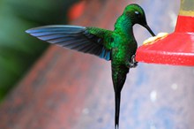 绿色啄木鸟图片素材