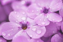 梦幻紫罗兰花朵高清图片