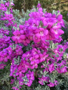 紫色鼠尾草花精美图片