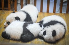 刚出生的小熊猫高清图片