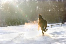 雪地里飞奔的骏马高清图片
