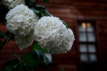 白色绣球花高清精美图片