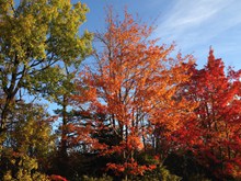 深秋红树叶高清图