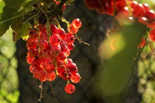 花园红色浆果高清图片