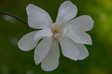 白色木兰花绽放高清图
