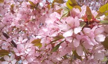 春天浪漫粉色樱花图片素材