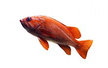 红色金鱼图片下载