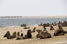 沙滩海狮高清图