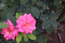 两朵浪漫粉色玫瑰花高清图片