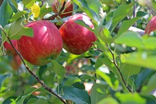 苹果树红苹果高清图片