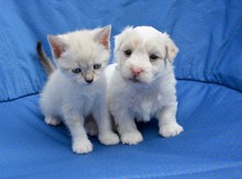 白色小猫小狗摄影高清图片