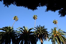 蓝天下棕榈树高清图