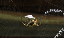 蜘蛛网上的蜘蛛高清图片