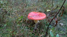 雨后红蘑菇高清图