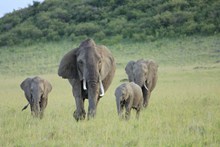 草原上行走的大象图片下载