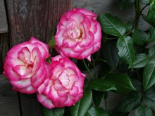 高清粉玫瑰摄影图片下载