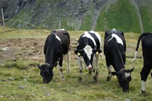 大草原上吃草奶牛高清图片