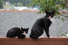 木墙上两只猫咪精美图片