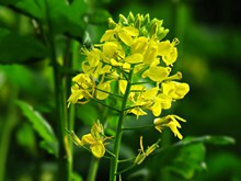 黄色油菜花朵高清图片素材