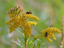 黄蜂采花蜜精美图片