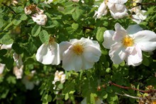 灌木丛白玫瑰图片素材