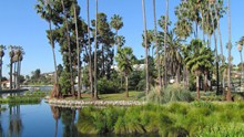 洛杉矶棕榈树图片下载
