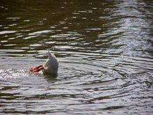 湖中戏水鸭子精美图片