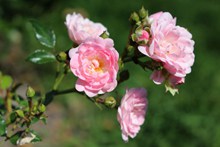 夏天粉色玫瑰花高清图片