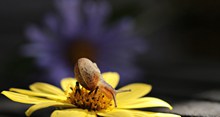 花朵上可爱蜗牛高清图片