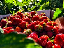 新鲜水果草莓高清图