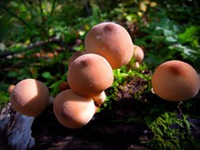 高清唯美蘑菇高清图片