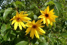 黄色花朵素材高清图片