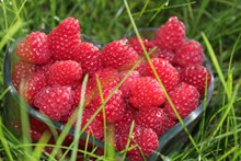 红色诱人山莓高清图片