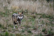 草地里的狼动物高清图片